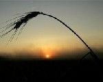 Украинский зерновой экспорт надеется на 'царицу полей'