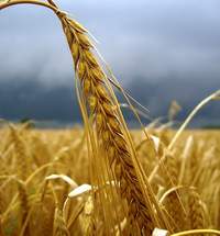 Квоти на експорт зерна: СОТ захоче грошову компенсацію?