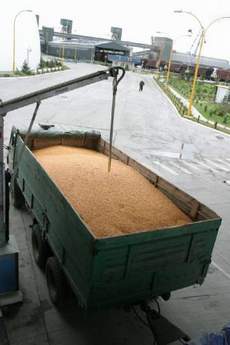 Зерно заквотували податком на експорт...