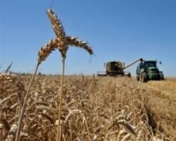 Украинская пшеница выходит на Чикагскую биржу