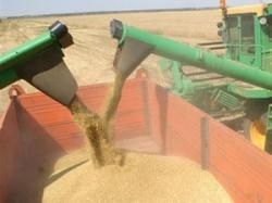 Украинское зерно могут сделать «невыездным»