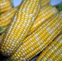 Украинский зерновой экспорт надеется на 'царицу полей'